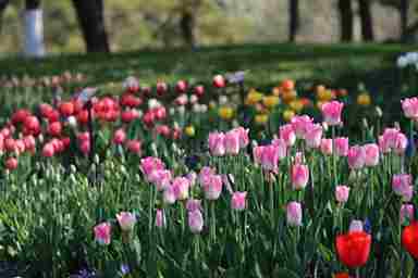 The Best Flowers To Plant For A Spring Garden