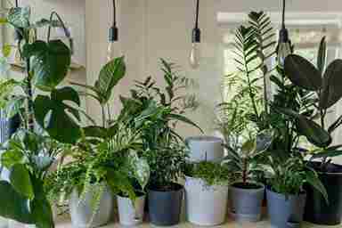 10 Tips for Keeping Your Houseplants Healthy