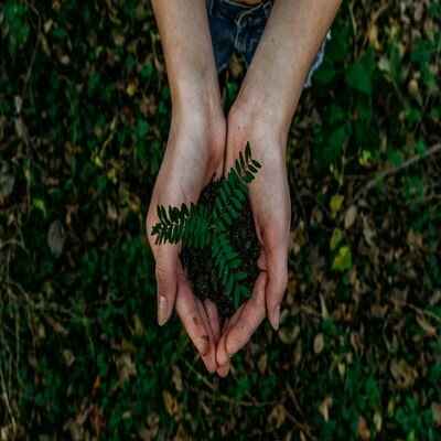 Gardening Planting trees, shrubs, flower and design plan.